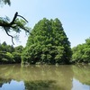 武蔵関公園と石神井川をちょっと遡る（東京都練馬区・西東京市）