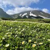北海道の屋根、大雪山は花の山