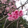 やまと２６歳（嘘ｗ）、一人旅やってます！（ヨロン島編）その６