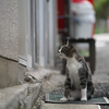 今日のねこ