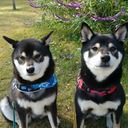 柴犬まぐろぶ師匠と見習いの成長日記