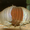 鳥羽水族館「ダイオウグソクムシ」国内初脱皮。世界初かも！？