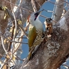 日本　散歩道の野鳥たち