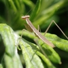 ミニミニカマキリ😊