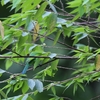 アオバネコノハドリ(Blue-Winged Leafbird)