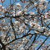 若葉台団地の桜　横浜