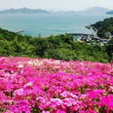 せとうち志々島移住日記