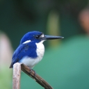 鳥の写真、ほか。