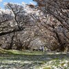 仁和寺御室桜その２