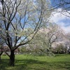 小金井公園（東京都小金井市）