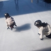 娘たち連れて大分県は山国町のアイススケート場に行ってきたぞ！
