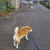 お盆休みになったけど…、雨ばかり…。