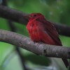 ナツフウキンチョウ(Summer Tanager)