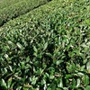 野生動物による茶の木の踏みつけ被害