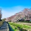 ＂黒 目 川＂沿いの桜🌸です。