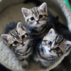 ねこの日