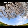 魚眼で土手の桜