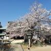 清瀧院の枝垂れ桜（令和5年）