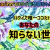 四季なしハワイで「春」が見られる唯一の場所に行くぞ！