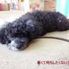 やたら動き回って