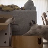 誰？なに？ドキドキのはじめまして🐾