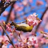 河津桜とメジロ