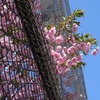 桜 2025 … Part 12