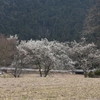 奥三河の春　　設楽町神田