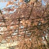 賀茂川の枝垂れ桜
