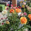 栄養系ロベリア 6色入荷しました Gp Yamacho 栄養系ロベリア 6色入荷しました Gp Yamacho
