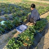 自家製イチゴ&#127827;で、いちごみるく♪