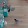 今日の放鳥① 先入観