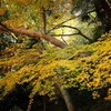 紅葉の銀河