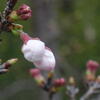 この辺では桜の名所だというので行ってみた　神戸会下山公園