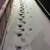 雪が降ったよ