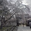 醍醐寺の桜
