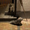 【ねこ森町】猫のいいお顔をカメラ目線で撮影するのは難しい。