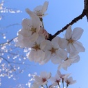 せっちも 徒然雑記