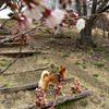 標高800m、ようやく桜が開花です