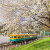 まだ楽しめる桜電車