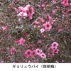 ギュリュウバイ　花姿が美しく，梅の文字を入れる命名に納得できる花です．ニュージーランド，オーストラリア，タスマニア原産で，日本では紅花八重が主ですが，原種は一重の白・赤・ピンク．英語のマヌカ（manuka）は，もともとニュージーランド先住民のマオリ語から．そして，このマヌカの名前が最も頻出するのが，蜂蜜の広告．美味しく，健康に良いとして大宣伝されているようです．「梅/梅花の名前が付けられた植物」10-3