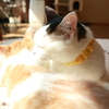 川越の保護猫カフェ　ねこかつさんへ行ってきました！