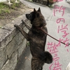 甲斐犬サンの徒然なる日常の巻〜( ﾟ ρ ﾟ )ﾎﾞｰ…。