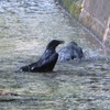 千川上水_カラスの行水（東京都武蔵野市）