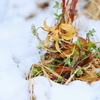 2022年2月 季節のお話「雪間の草に春を見る」