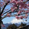 河津桜と雪の富士