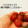 トマト【ステラトマト】収穫！種の採り方とそのコツ&こだわり。