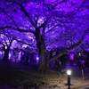 福岡のライトアップ桜に感激！城壁上から見る夜桜【舞鶴公園】