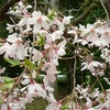 一重しだれ桜 ：photo －３枚－