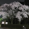 桜満開の金沢を歩く（生暖かい夜編）